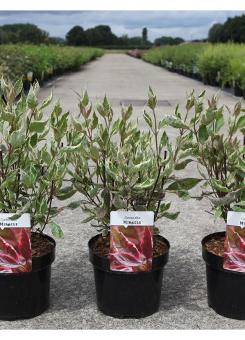 CORNUS alba MIRACLE En pot de 3-4 litres