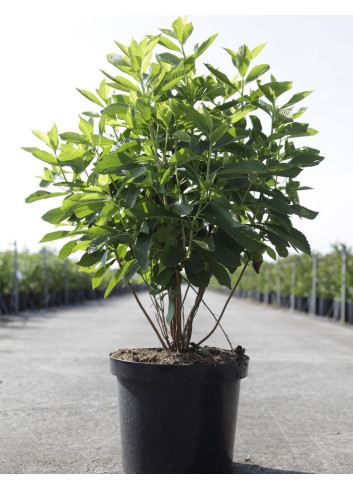 CLETHRA alnifolia En pot de 10-12 litres
