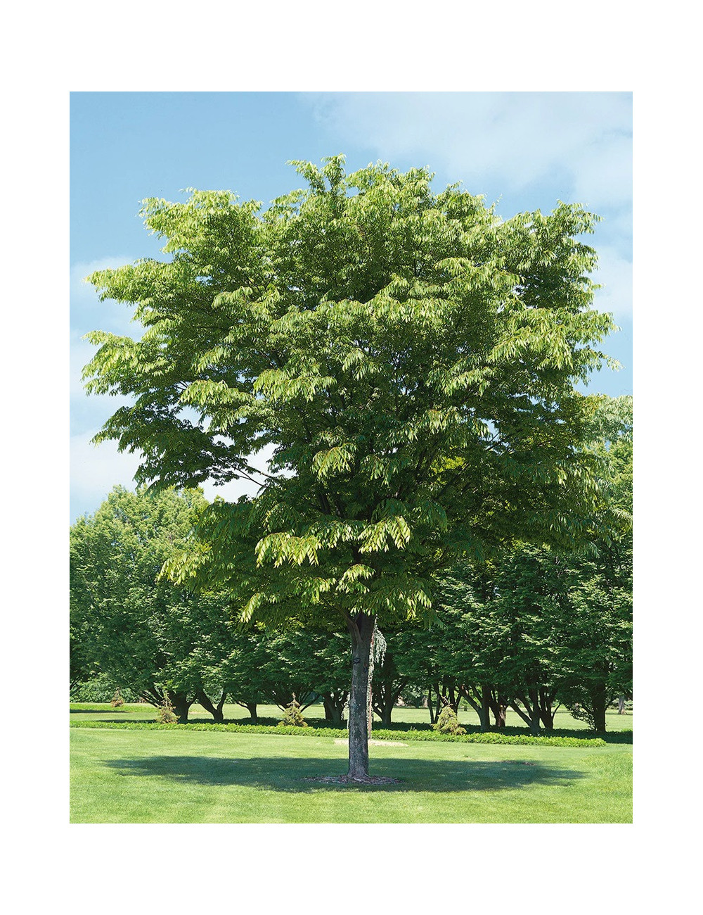 ZELKOVA serrata GREEN VASE