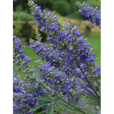 VITEX agnus-castus BLUE DELTA BLUES