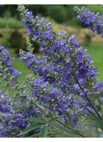 VITEX agnus-castus BLUE DELTA BLUES