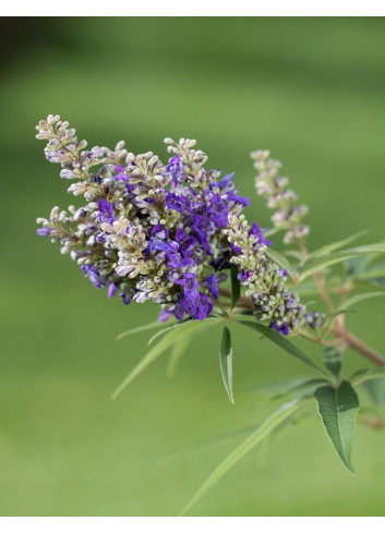 VITEX agnus-castus BLUE PUFFBALL