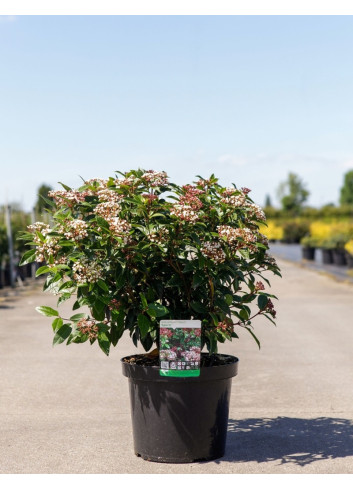 VIBURNUM tinus SPIRIT En pot de 10-12 litres