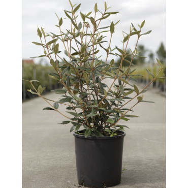 VIBURNUM pragense En pot de 12-15 litres