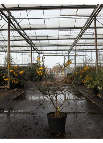 SOPHORA SUN KING En pot de 10-12 litres