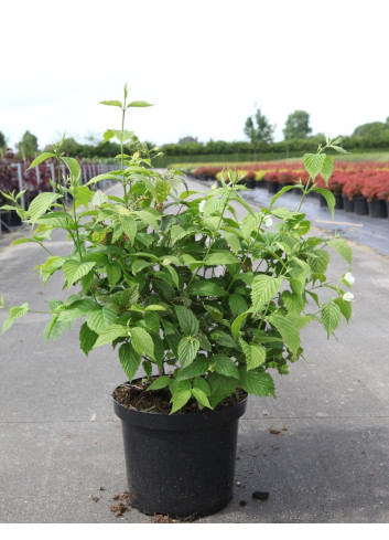 RHODOTYPOS scandens En pot de 10-12 litres