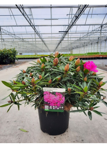 RHODODENDRON GRAZIELLA En pot de 7-10 litres