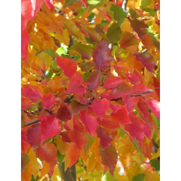 PYRUS calleryana CHANTICLEER