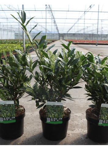 PRUNUS laurocerasus OTTO LUYKEN En pot de 4-5 litres