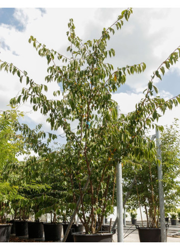 PRUNUS ACCOLADE En pot de 70-90 litres forme cépée