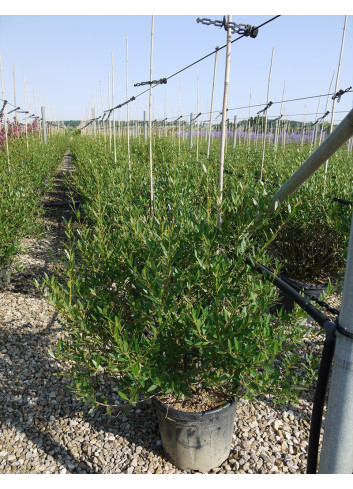 PHILLYREA angustifolia En pot de 15-20 litres