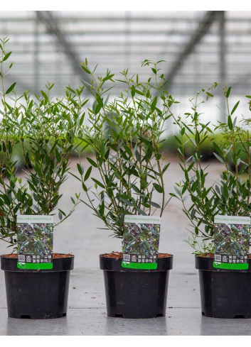 PHILLYREA angustifolia En pot de 4-5 litres