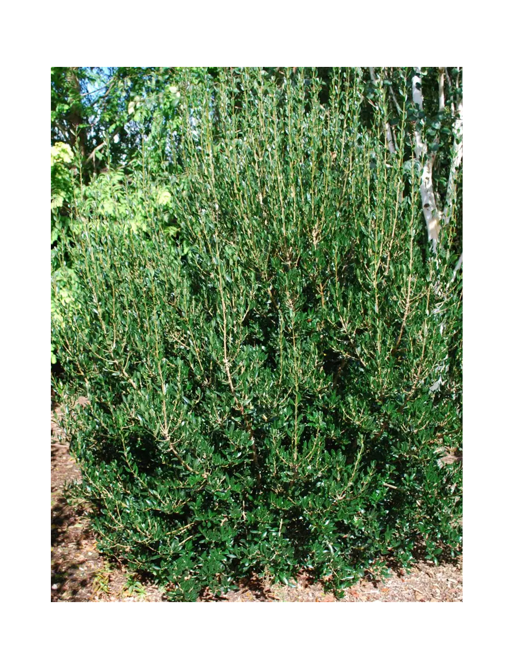 PHILLYREA angustifolia