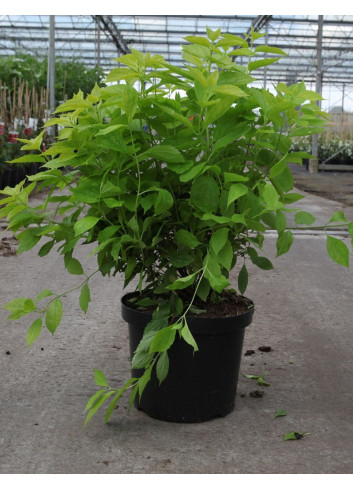 PHILADELPHUS coronarius AUREUS En pot de 10-12 litres