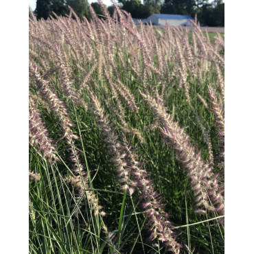 PENNISETUM orientale KARLEY ROSE