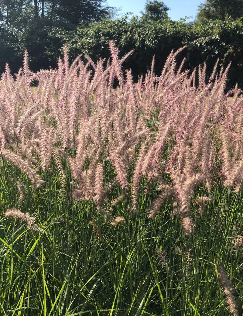 PENNISETUM orientale KARLEY ROSE