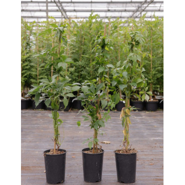 PARTHENOCISSUS quinquefolia ENGELMANNII En pot de 4-5 litres