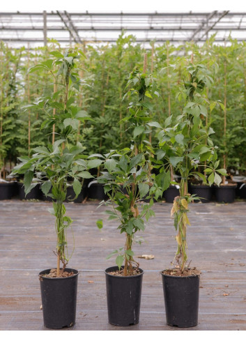 PARTHENOCISSUS quinquefolia ENGELMANNII En pot de 4-5 litres