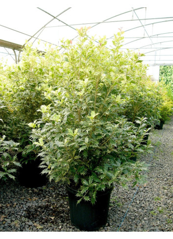 OSMANTHUS heterophyllus TRICOLOR ou GOSHIKI En pot de 15-20 litres