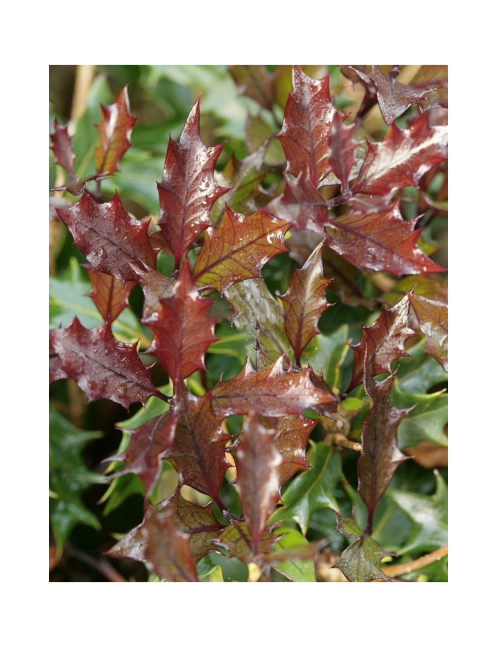 OSMANTHUS heterophyllus PURPUREUS