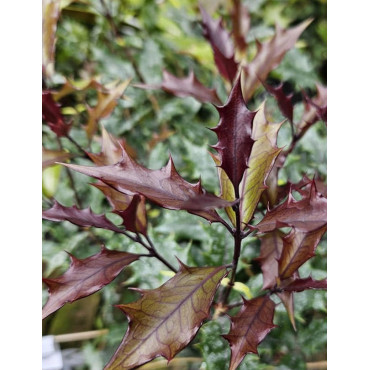 OSMANTHUS heterophyllus PURPUREUS