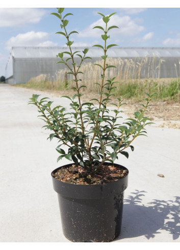 OSMANTHUS burkwoodii En pot de 4-5 litres