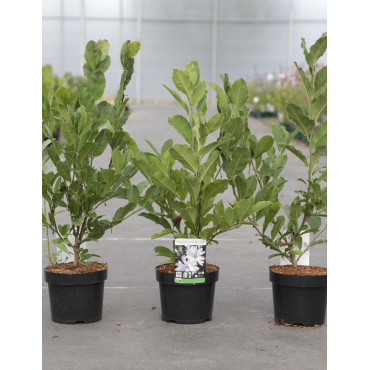 MAGNOLIA stellata En pot de 3-4 litres