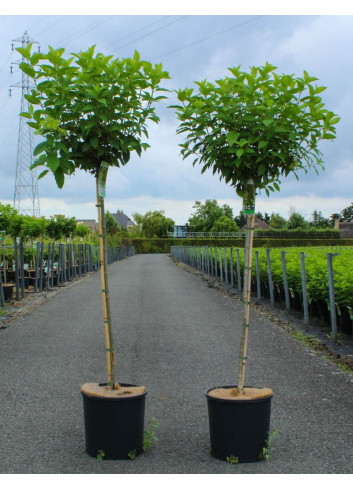 HYDRANGEA paniculata En pot de 12-15 litres forme tige hauteur du tronc 090-110 cm