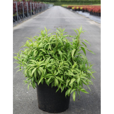 FORSYTHIA intermedia MAREE D'OR En pot de 10-12 litres