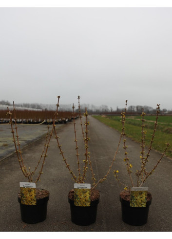 FORSYTHIA intermedia GOLDRAUSCH En pot de 3-4 litres