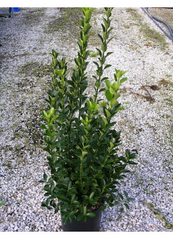 EUONYMUS japonicus En pot de 7-10 litres
