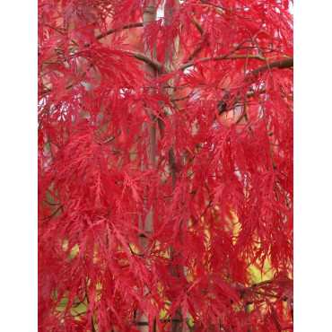 ACER palmatum DISSECTUM INABE SHIDARE