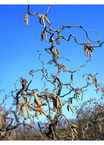 CORYLUS avellana CONTORTA