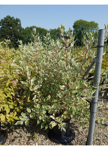 CORNUS alba ELEGANTISSIMA