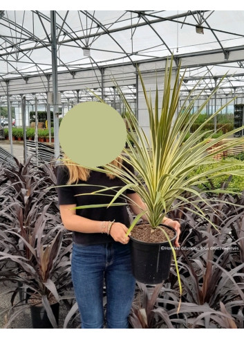 CORDYLINE australis TORBAY DAZZLER En pot de 10-12 litres