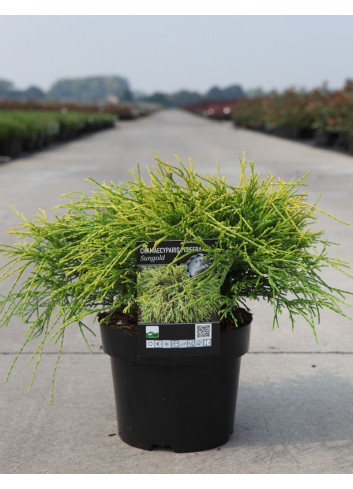 CHAMAECYPARIS pisifera SUNGOLD En pot de 4-5 litres
