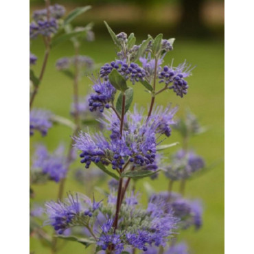 CARYOPTERIS clandonensis HEAVENLY BLUE