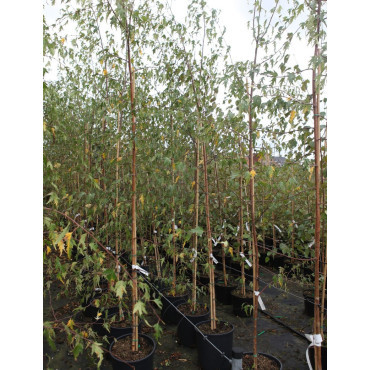 BETULA verrucosa DALECARLICA En pot de 15-20 litres forme baliveau