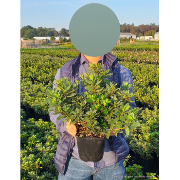 AZALEA japonica En pot de 2-3 litres
