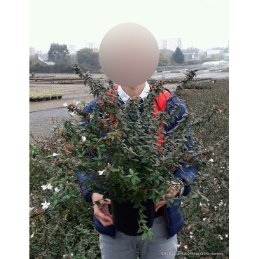 ABELIA grandiflora SHERWOOD En pot de 4-5 litres