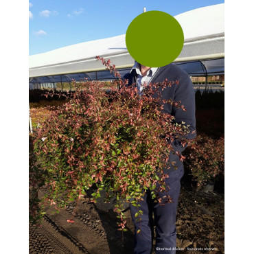 ABELIA PASTEL CHARM En pot de 10-12 litres