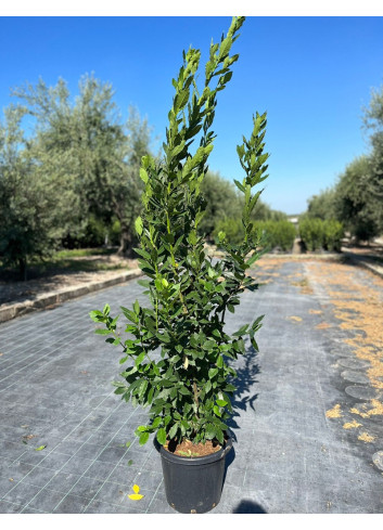 LAURUS nobilis En pot de 15-20 litres