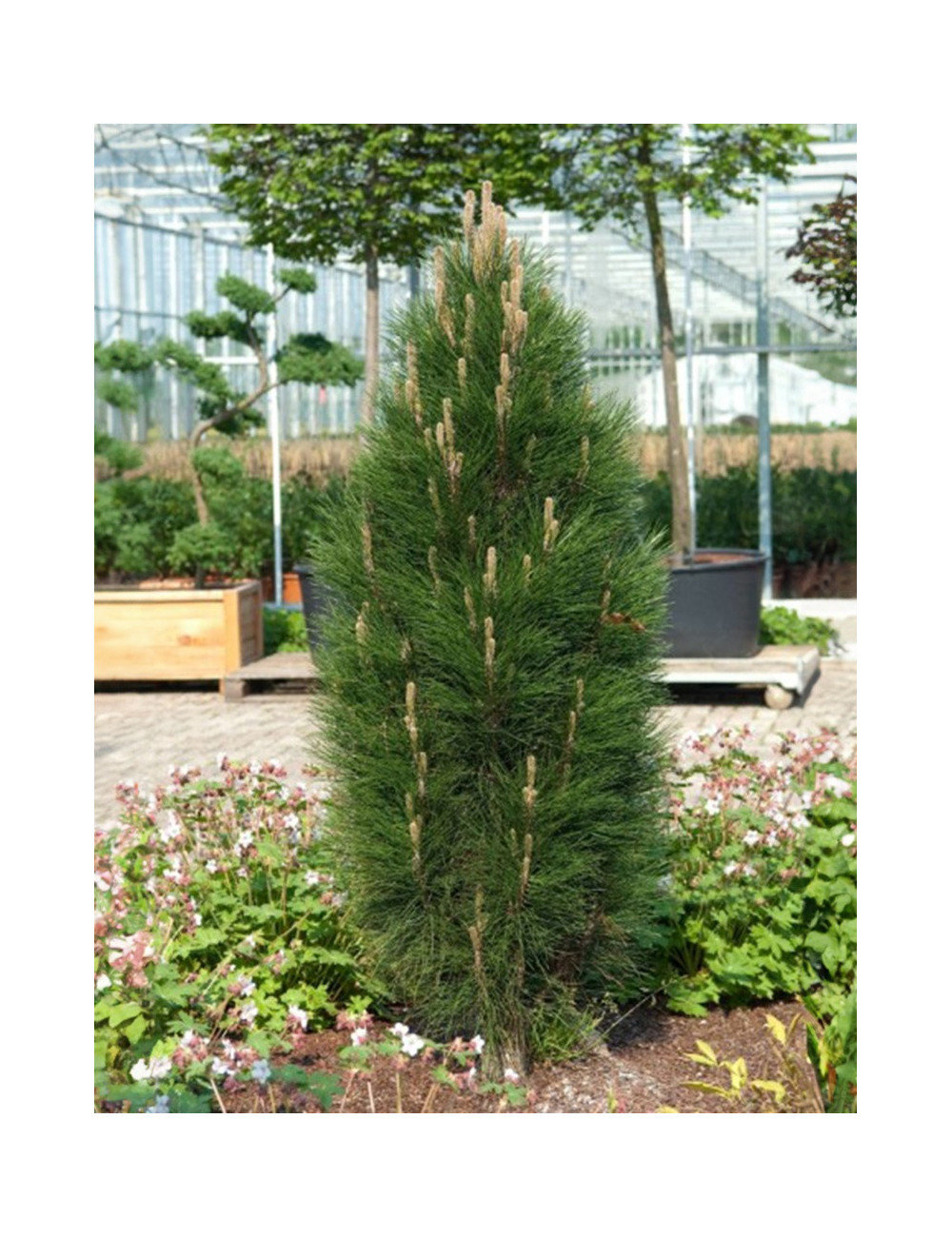 PINUS nigra GREEN TOWER