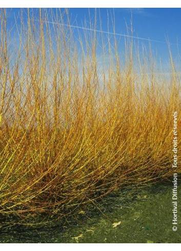 SALIX alba CHERMESINA