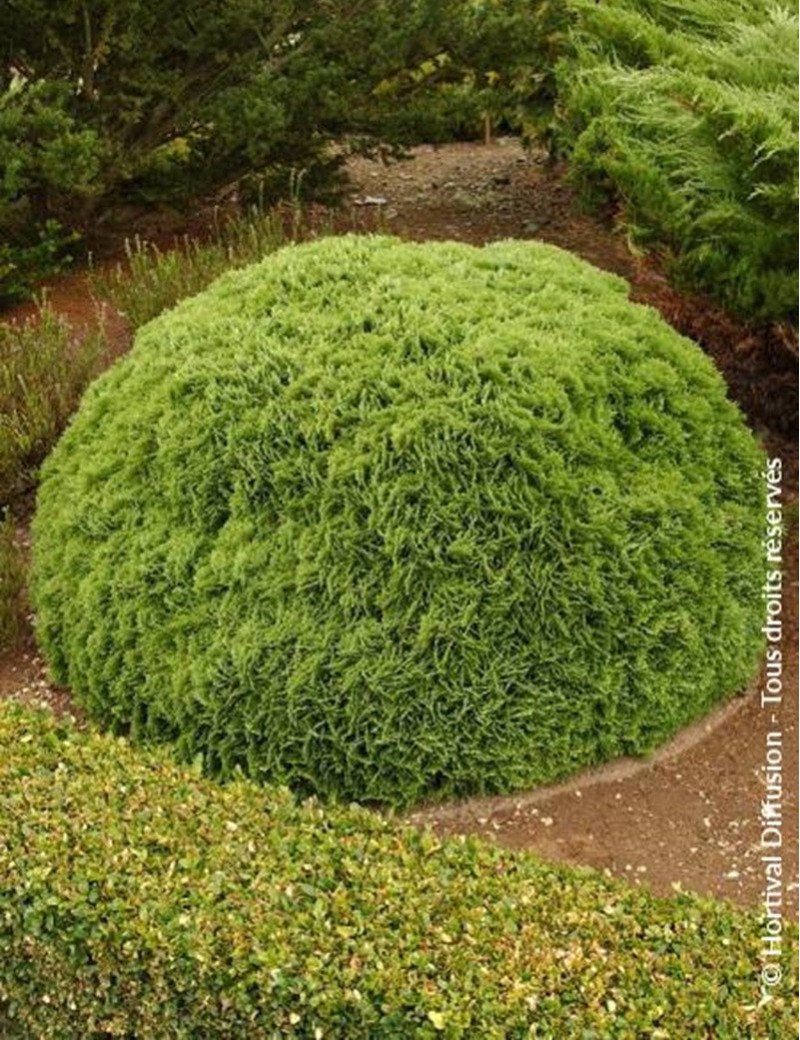 THUJA occidentalis DANICA