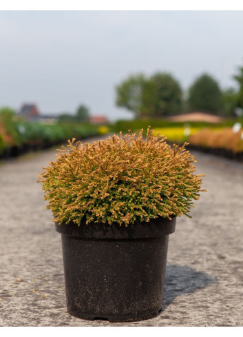 THUJA occidentalis GOLDEN TUFFET En pot de 7-10 litres