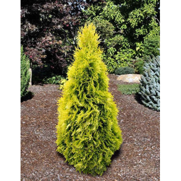 THUJA occidentalis JANTAR