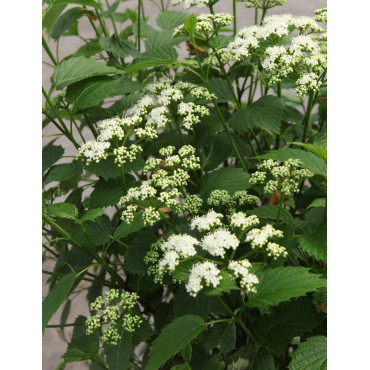 VIBURNUM dentatum BLUE MUFFIN