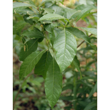 CHIONANTHUS virginicus