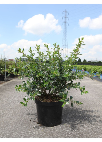 ESCALLONIA APPLE BLOSSOM En pot de 10-12 litres